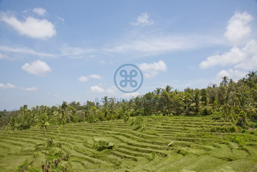 are land rice field view negara for sale rent